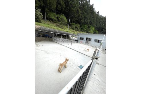 劉雨晴ブリーダーの詳細